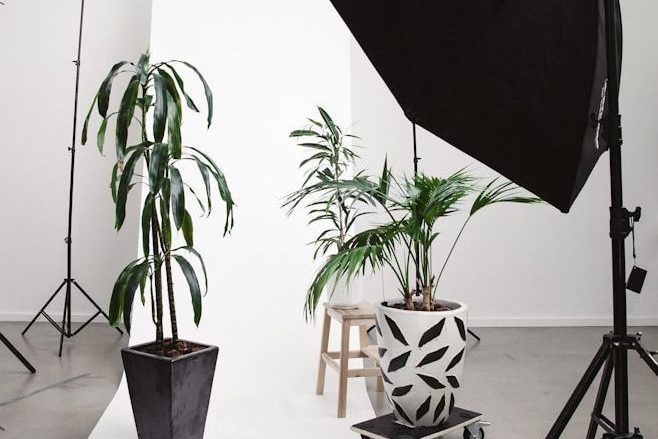 three green linear leafed plants beside softbox